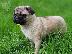 PoulaTo: Puppies Cute Pug